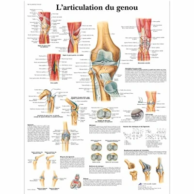 Image of 3B Scientific anatomical board, 1