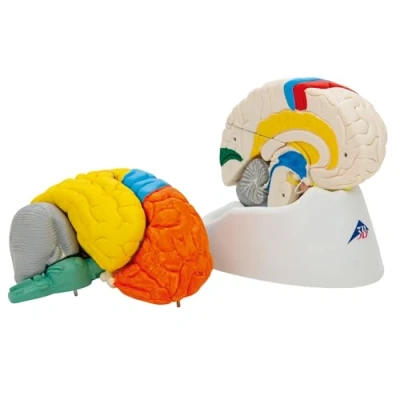 Image of 3B Scientific C22 Human Anatomy Neuro Anatomical Brain Model, 8 Part + free App Smart