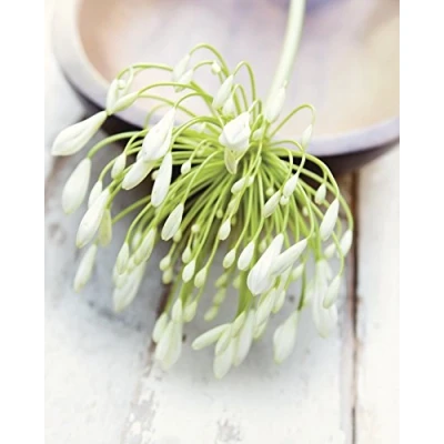 Image of Ian Winstanley &quot;White Still Life I Canvas Print, Multi Colour, 40 x 50 cm