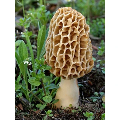Image of PLAT FIRM Germination Seeds: 10 gr Dry Seeds Spores Grow Morels Morchella Garden Mushroom kit Fungus Mycelium