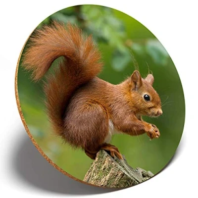 Image of 1 x Beautiful Red Squirrel Round Coaster Kitchen Student Kids #15680