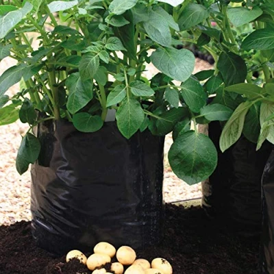 Image of Potato Growing Bag Reusable Portable Planter 5x by Thompson and Morgan (5)