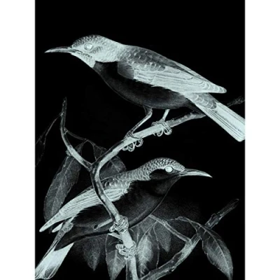 Image of Wee Blue Coo Birds Illustration Night Large Wall Art Print Canvas Premium Poster