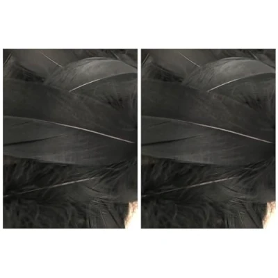 Image of Black Feathers, 100 Pack (2 Pack)
