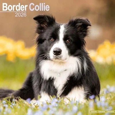 Image of Border Collie Calendar 2026
