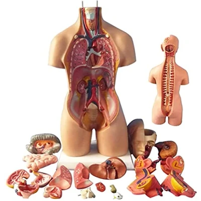 Image of UIGJIOG Human Torso Model, Removable Organs, Body Anatomy 4D Anatomical Assembly Model of Organs Toy System Structure 55cm