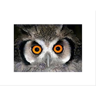 Image of Wee Blue Coo African White Faced Owl Wide Eyes Bird Picture Wall Art Print