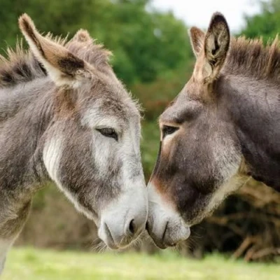 Image of Noel Tatt General Male/Female Blank/Birthday RSPCA Charity Card for Men/Women &#039;Two Donkeys&#039; Eco Friendly &amp; Recyclable