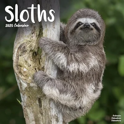 Image of Sloths 2025 Square Wall Calendar Animal, Wildlife ENGLISH EDITION: Original Avonside Kalender [Mehrsprachig] [Kalender]