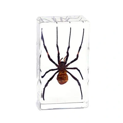 Image of Rainbow_Road Real Insect Spider Specimen Science Classroom Taxidermy Resin Desk Paperweight Articulated for Education (Argiope amoena)