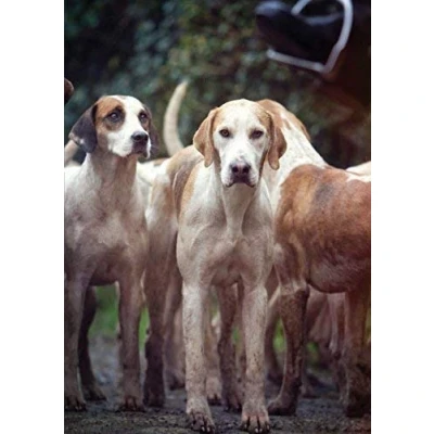 Image of the Foxhound hunting greeting card by Charles Sainsbury Plaice. Large A5 size, blank on inside. Envelope included.
