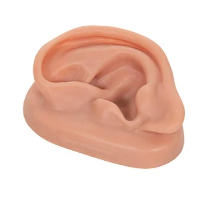 Image of 3B Scientific Acupuncture Ear, left