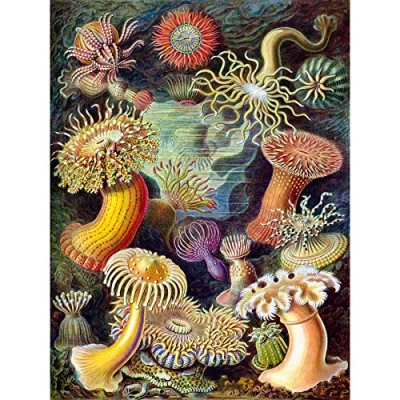 Image of Wee Blue Coo Haeckel Anemone Sea Life Large Wall Art Poster Print Thick Paper 18X24 Inch