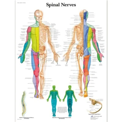 Image of 3B Scientific Spinal Nerves Chart Laminated Version, 1001588