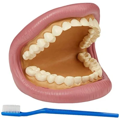 Image of TickiT 03083 Giant Teeth Demonstration set