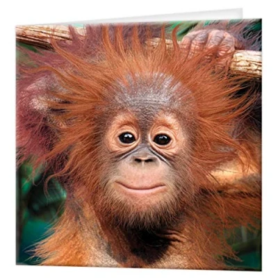 Image of 3D LiveLife Greeting Card Baby Orangutan from Deluxebase. Lenticular Blank Cards with Envelopes. Cute Monkey All Occasion featuring Original Artwork by David Penfound.