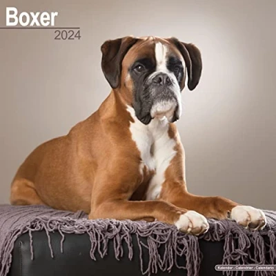 Image of Boxer (Euro) Calendar 2024 Square Dog Breed Wall 16 Month
