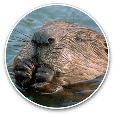 Image of Vinyl Stickers (Set of 2) 7.5cm Wild Eurasian Beaver Swimming #15568