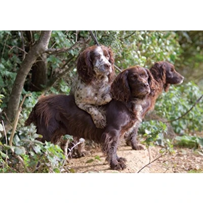 Image of Charles Sainsbury Plaice A trio of Cockers Cocker Spaniel Greeting Card