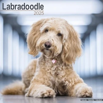 Image of Baker and Bray Labradoodle Calendar 2025, Large Square Wall Calendar, 16 Month, Gift Dog Calendar.