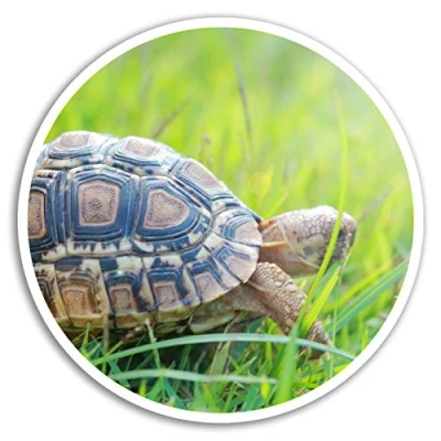 Image of 2 x 10cm Cute Tortoise Vinyl Stickers Pet Turtle Sticker Laptop Luggage #8290 (10cm Wide)