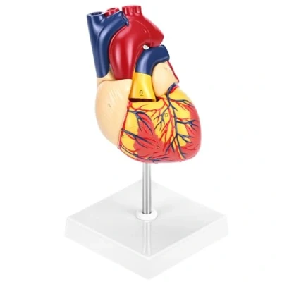 Image of QWORK® Human Heart Model, 2 Part Life Size Medical Model with 34 Anatomical Marks, Held Together Magnets on Base