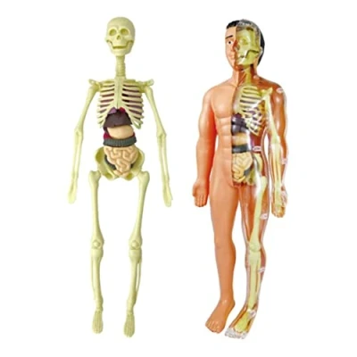 Image of Perfeclan Human Body Model, with Heart and Large Intestine Model,Skeleton Models for Kids Physiology Students, Teaching Classroom,