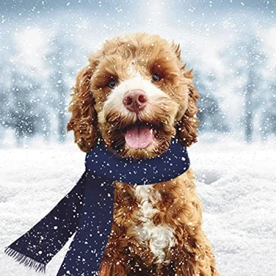 Image of the Great British Card Paper House Pack of 6 Charity Christmas Cards &#039;Louie in Snow&#039; Cute Snowy Dog 1 Design, Multi, ‎146 x 146 14mm
