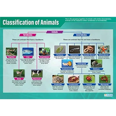 Image of Daydream Education Classification of Animals Science Poster EXTRA LARGE A1 (850mm x 594mm) Gloss Paper Secondary School Wall Charts
