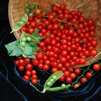 Image of 10 Seeds of Vegetable Tomato Sweet Pea Currant