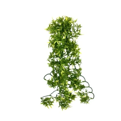Image of Komodo Croton Plant, 60 cm