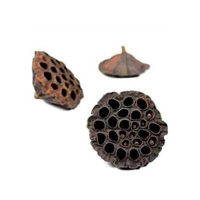 Image of FloristryWarehouse Lotus Heads Dried Approx 8 10cm Pack of 50