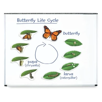 Image of Learning Resources Giant Magnetic Butterfly Life Cycle