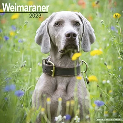 Image of Weimaraner Calendar 2023 Square Dog Breed Wall 16 Month