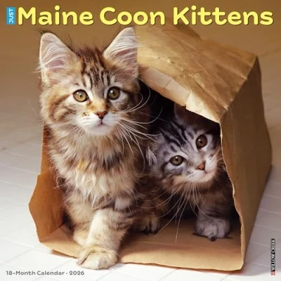 Image of Maine Coon Kittens Calendar 2026