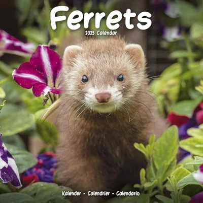 Image of Ferrets 2025 Square Wall Calendar Animal, Wildlife Calendar: Original Avonside Kalender [Mehrsprachig] [Kalender]