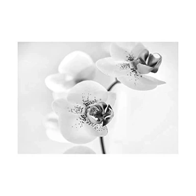 Image of Wee Blue Coo Photo Nature Plant Orchid Flower Black White Wall Art Print