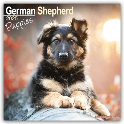 Image of Baker and Bray German Shepherd Puppies Calendar 2025, Large Square Wall Calendar, 16 Month, Gift Dog Calendar.