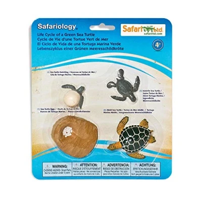 Image of Safari 662316 Life Cycle Of A Green Sea Turtle