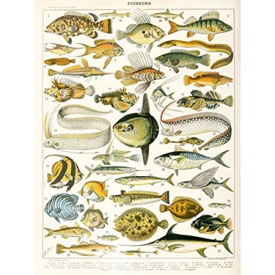 Image of Artery8 Millot Encyclopedia Page Variety Sea Fish Large Wall Art Poster Print Thick Paper 18X24 Inch