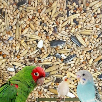 Image of Premium Exotic Cockatiel and Parakeet Bird Seeds Pulla ® Natural &amp; Healthy Mix 10kg