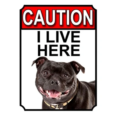 Image of CAUTION I LIVE HERE METAL GATE SIGN STAFFORDSHIRE BULL TERRIER THEME 200MM X 150MM (1424H1)