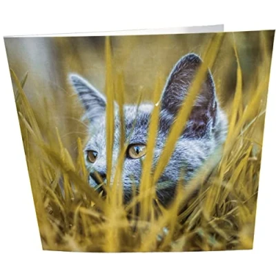 Image of Maturi Hiding Cat Photographic Blank Birthday Greetings Card, 15.5 x cm