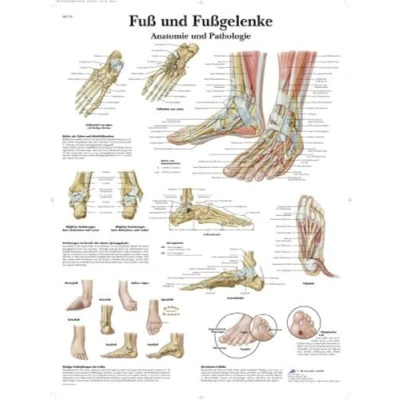 Image of 3B Scientific Laminated Educational Chart Foot and Ankle Anatomy Pathology
