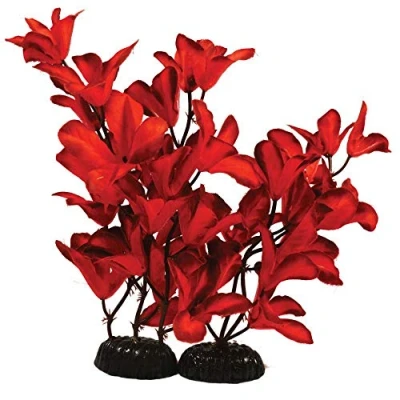 Image of Glandulosa Red Silk Like Plant 13cm by KenKoi