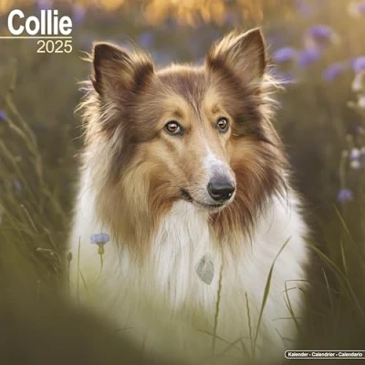 Image of Collie 2025 Square Wall Calendar Dog Breed Calendar: Original Avonside Kalender [Mehrsprachig] [Kalender]