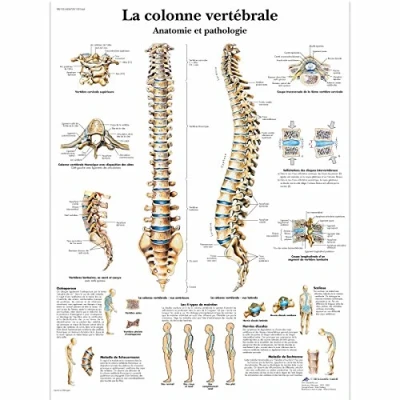 Image of 3B Scientific anatomical board, 1