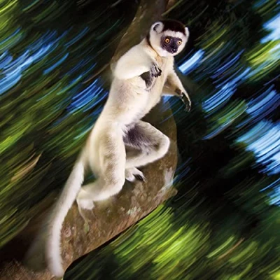 Image of Wildlife Photographer of the Year Leaping Lemur Blank Greeting Card with Envelope