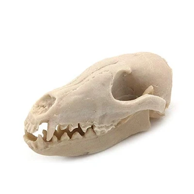 Image of VOANZO Resin Fox Skull Model Replica, Dinosaur Tooth Fossil, Photography Props Teaching Tool Home Ornament