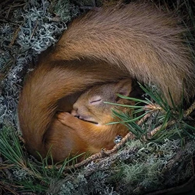 Image of Museums &amp; Galleries Birthday/Blank Card for Men/Women General Male/Female &#039;Drey Dreaming&#039; Red Squirrel Eco Friendly Recyclable From the Natural History Museum Range